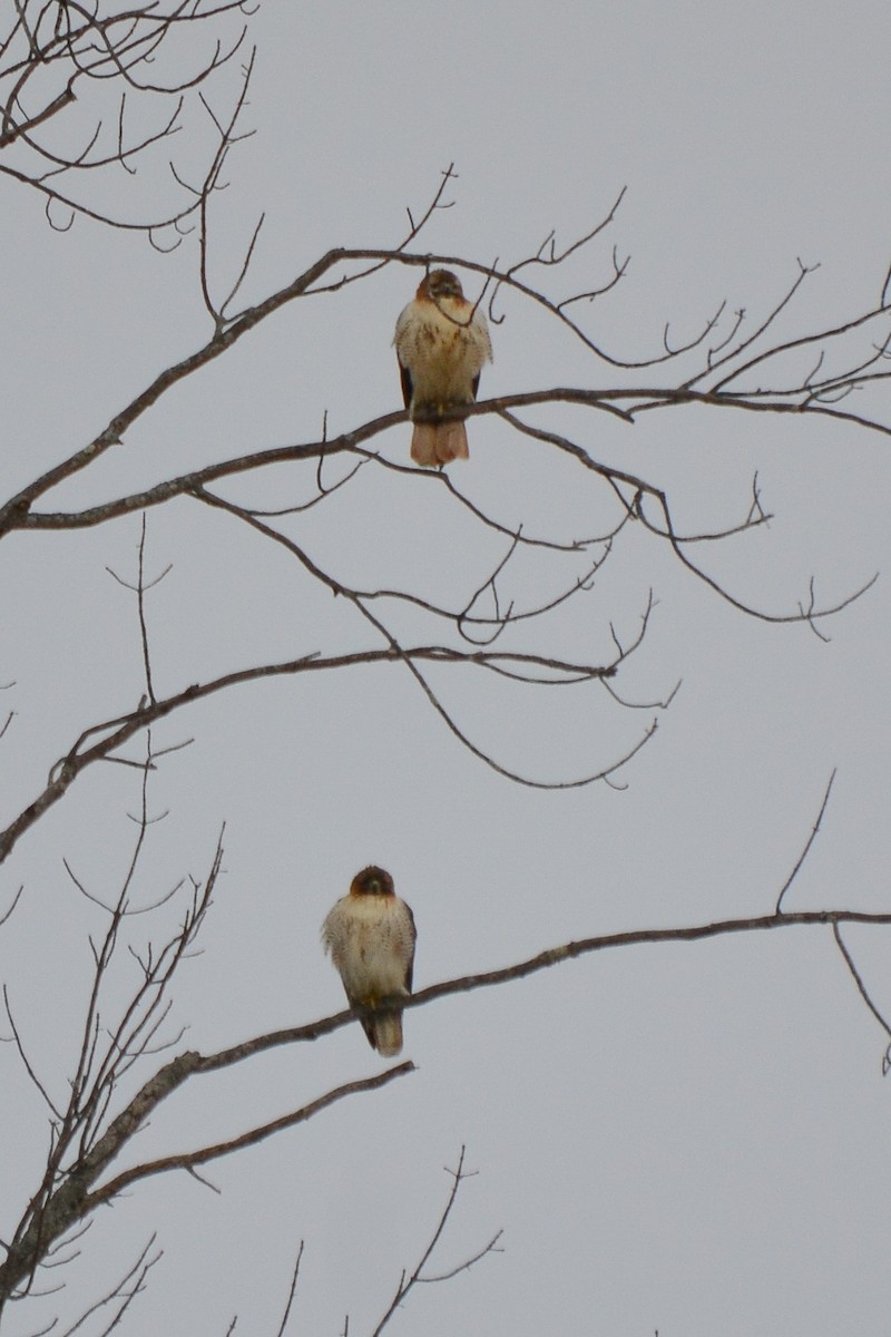 Red-tailed Hawk - ML141743271