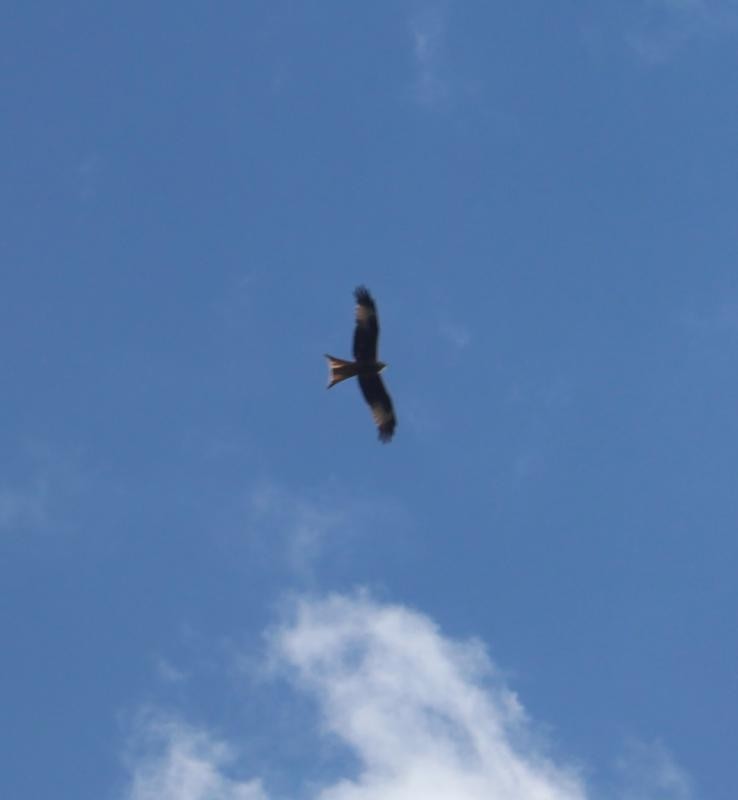 Red Kite - Martin Westra