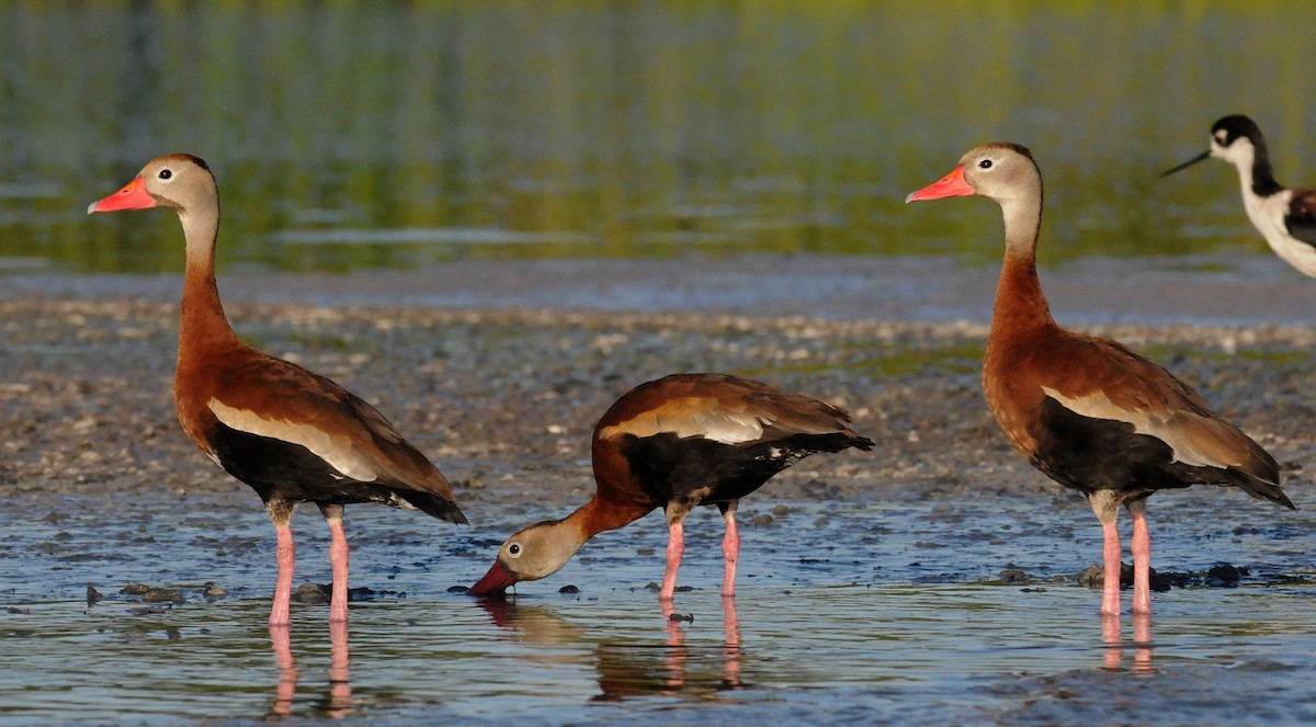 Black-bellied Whistling-Duck - Steven Mlodinow