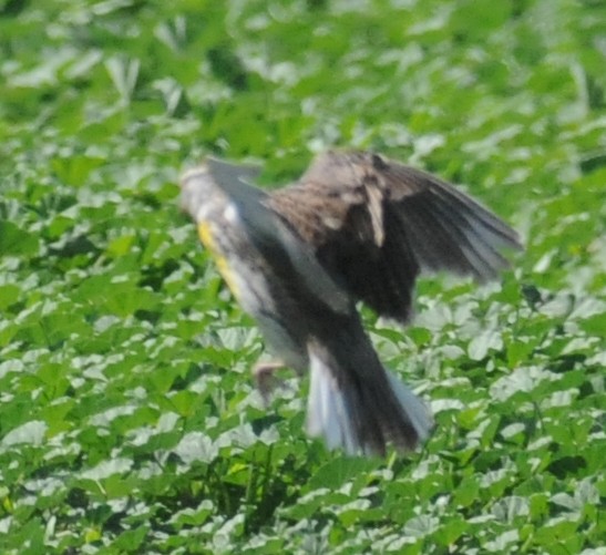 Western Meadowlark - Steven Mlodinow