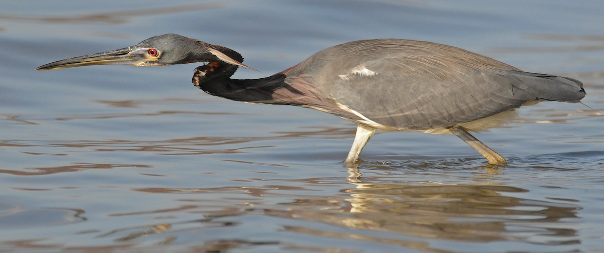 Tricolored Heron - Steven Mlodinow