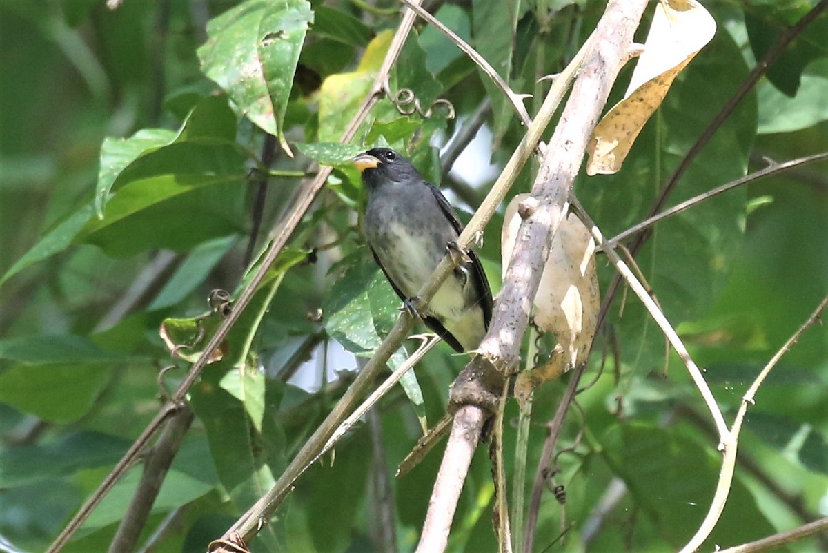 Slate-colored Seedeater - Charles Davies