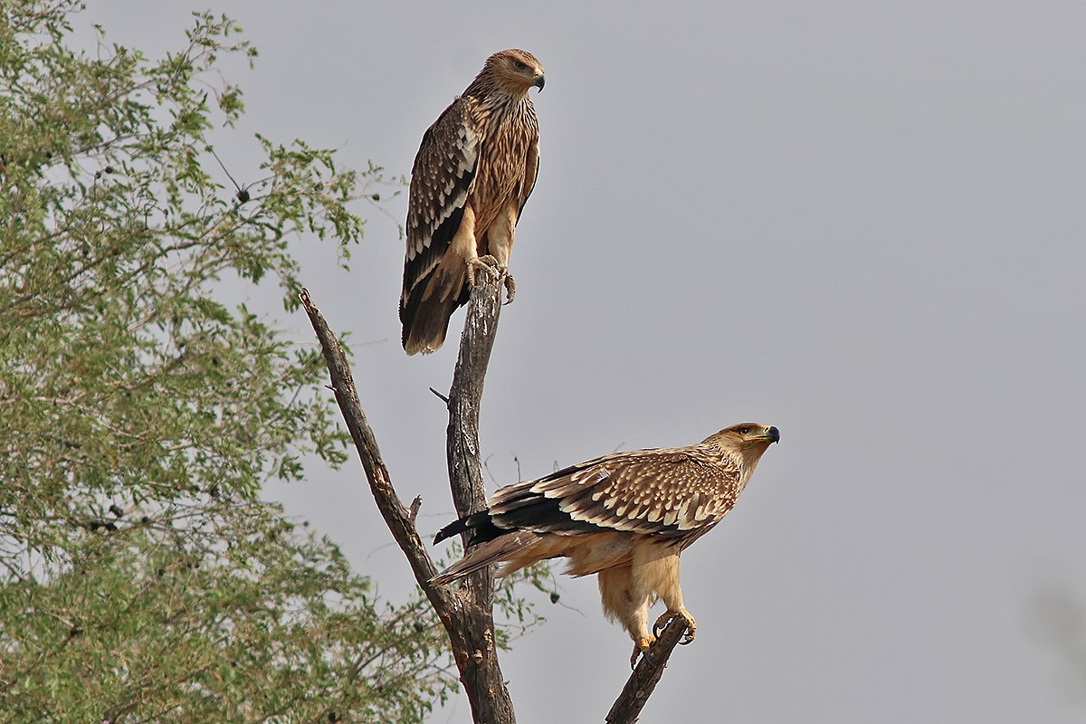 Aigle impérial - ML141746541