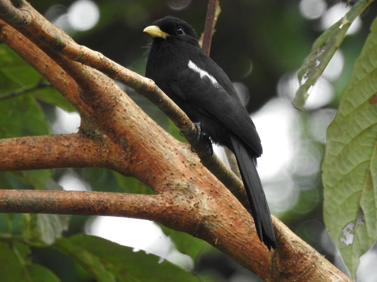 Yellow-billed Nunbird - Óscar Jaimes