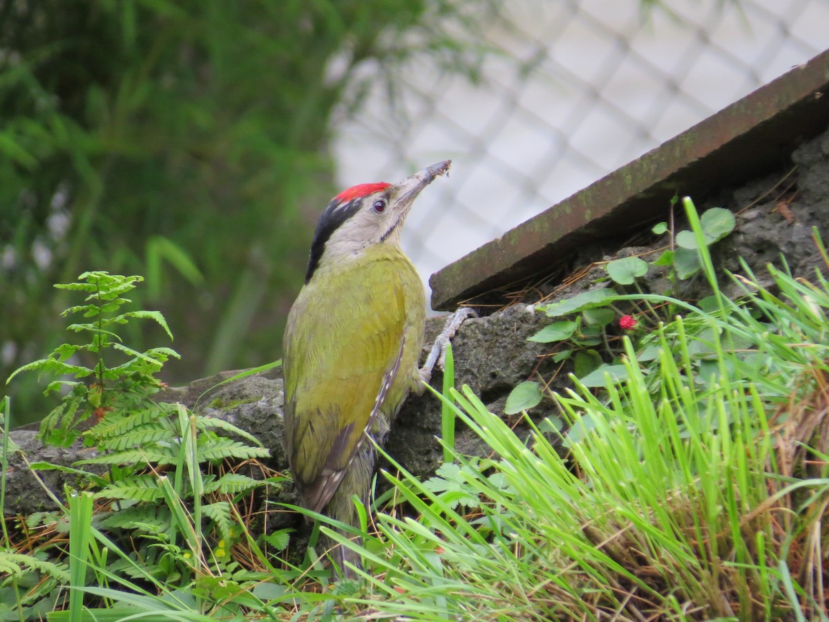 Gray-headed Woodpecker - ML141747111