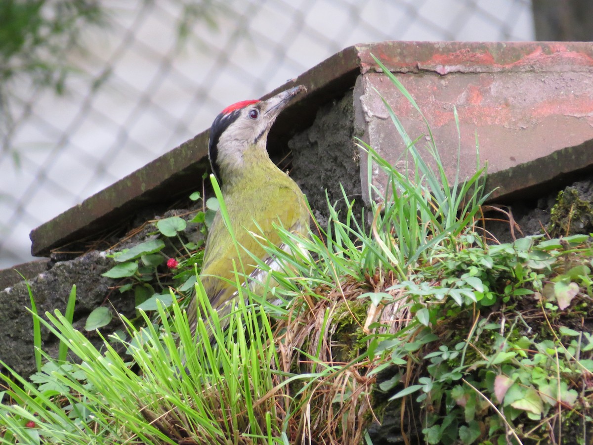 Gray-headed Woodpecker - ML141747121