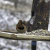 Northern Flicker (Yellow-shafted) - ML141747231