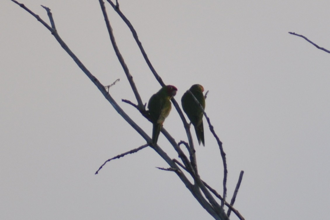 オナガアカボウシインコ - ML141747921