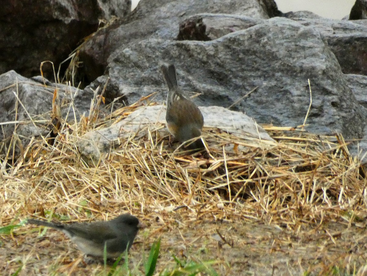 Dark-eyed Junco (cismontanus) - ML141749251