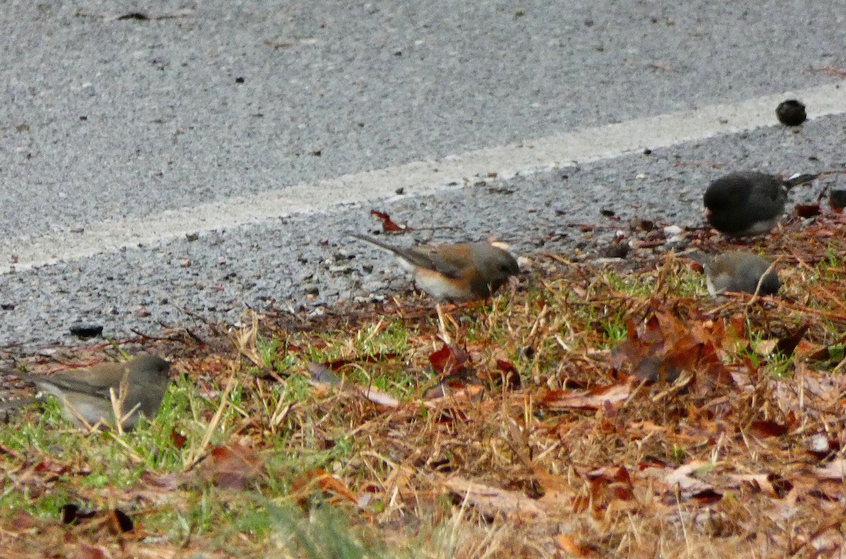 Dark-eyed Junco (cismontanus) - ML141749261