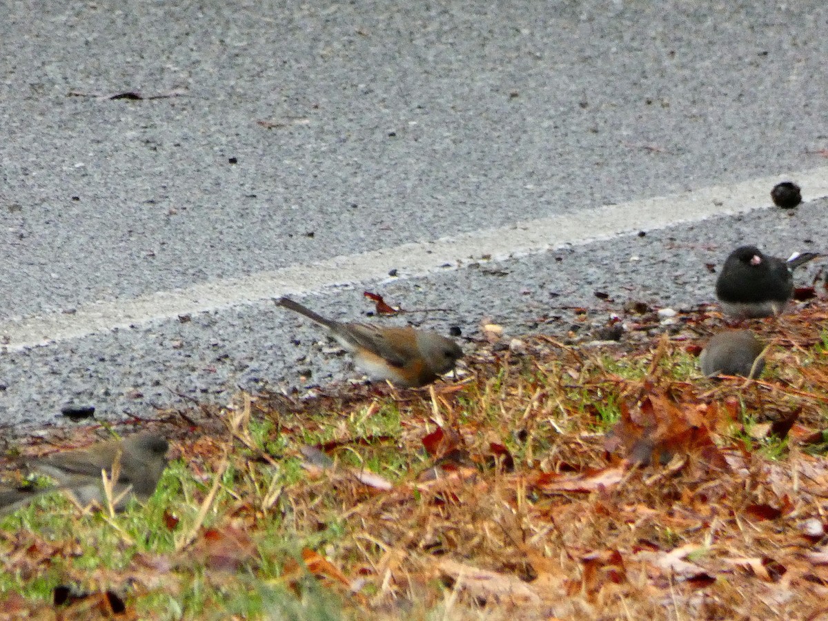 Dark-eyed Junco (cismontanus) - ML141749281