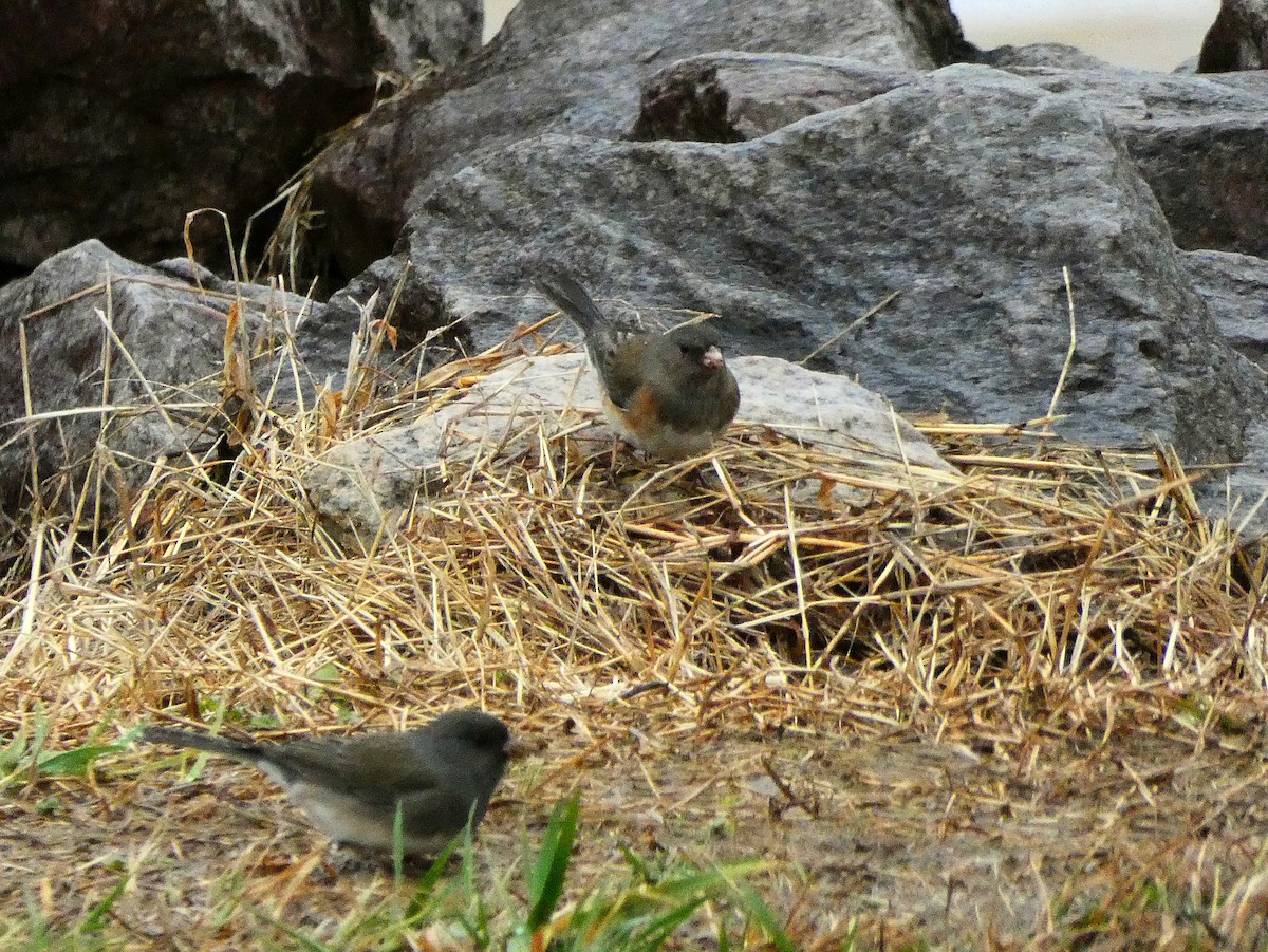 Dark-eyed Junco (cismontanus) - ML141749291