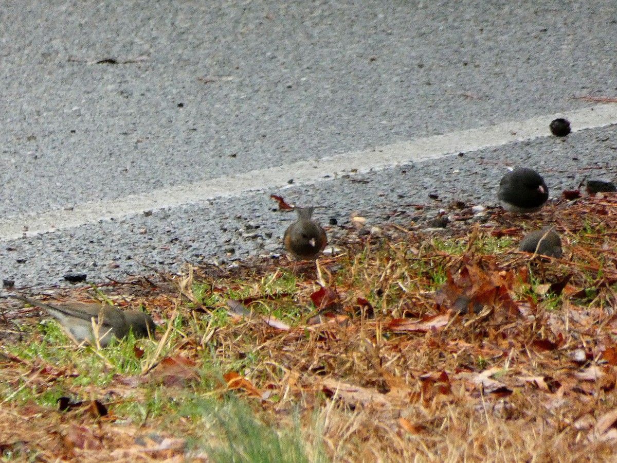 Dark-eyed Junco (cismontanus) - ML141749311