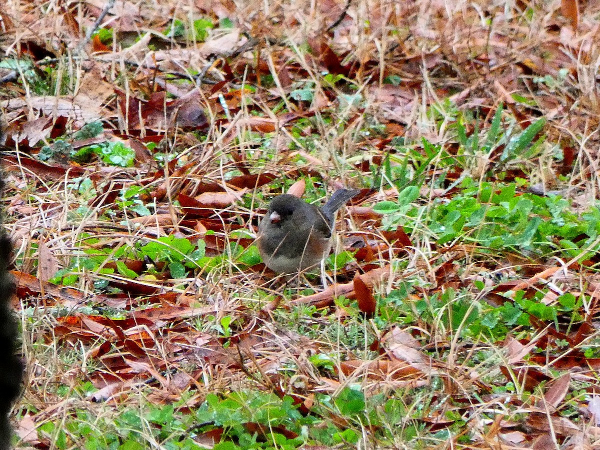 Dark-eyed Junco (cismontanus) - ML141749321