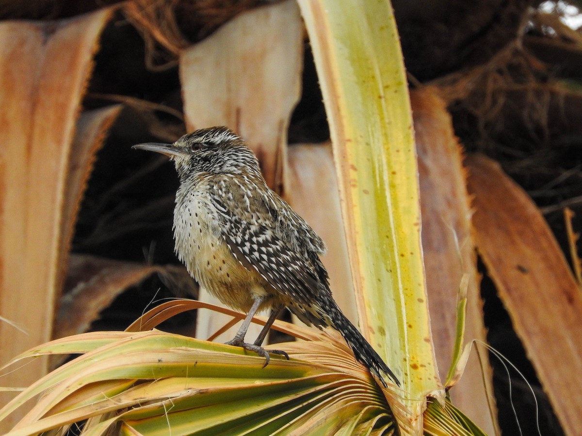 Cactus Wren - Charity Hagen