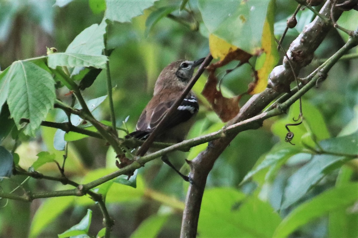 Northern/Southern White-fringed Antwren - ML141751841