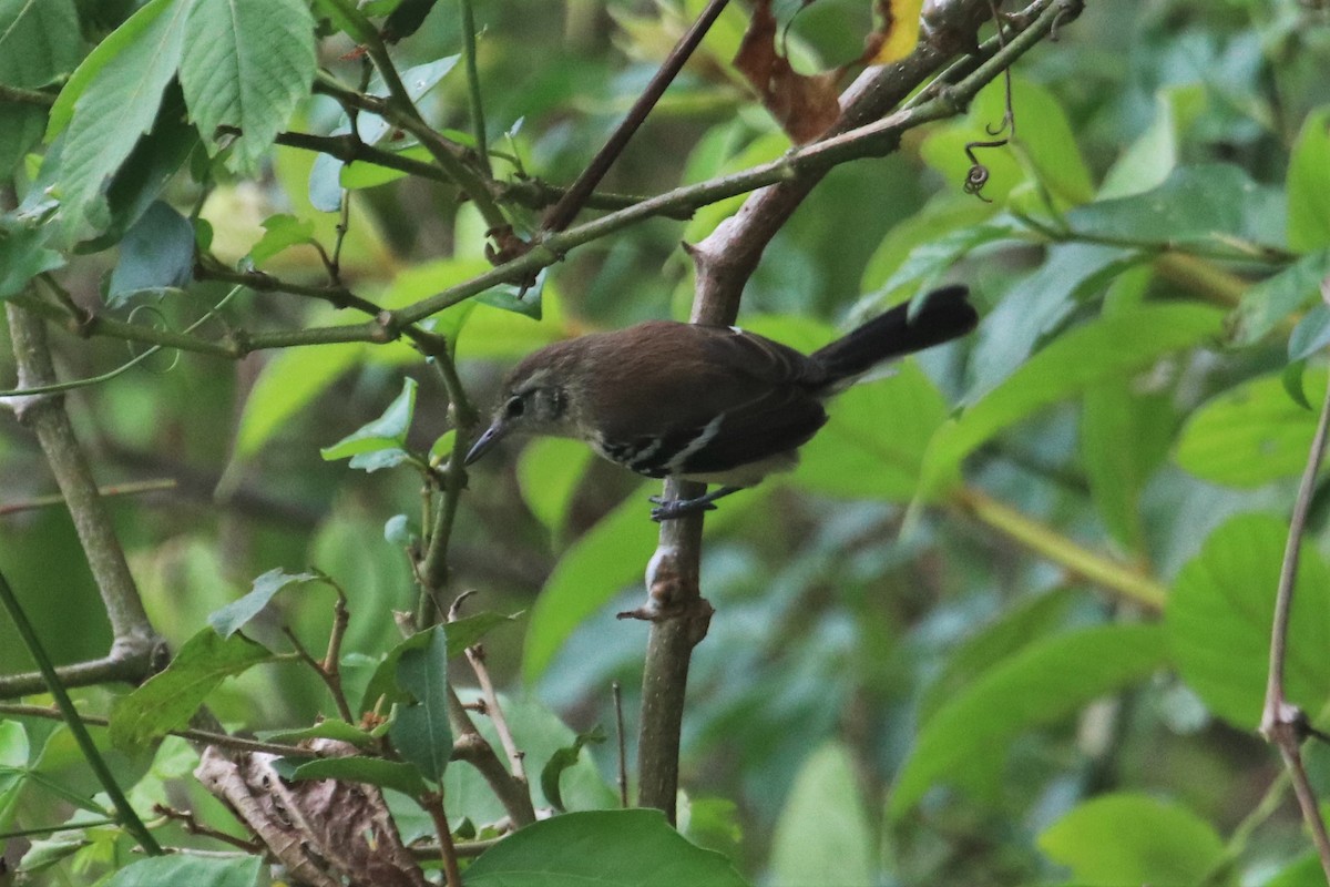 Northern/Southern White-fringed Antwren - ML141751851