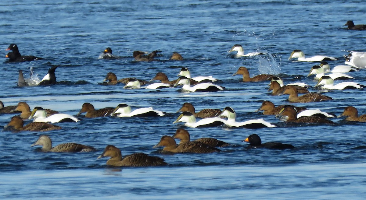 Common Eider - Linda Ireland