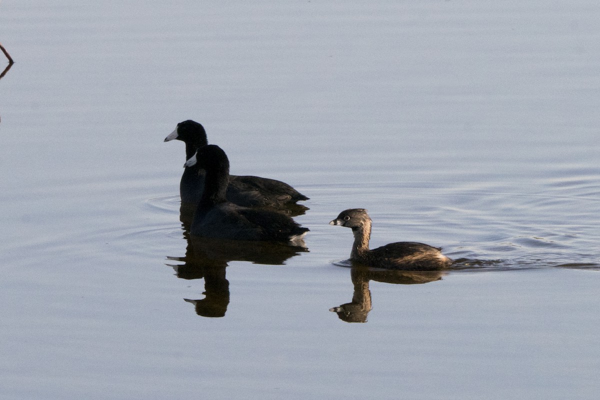 Pied-billed Grebe - Joseph Cooney