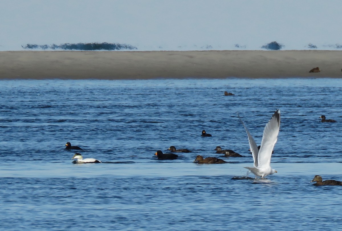 Gaviota Argéntea - ML141753291