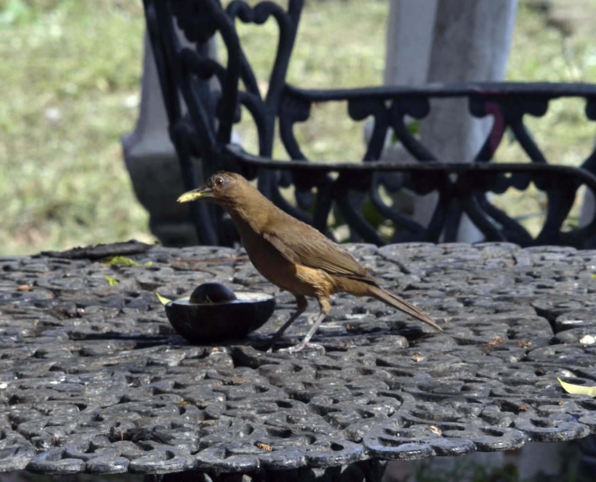 Clay-colored Thrush - ML141754441