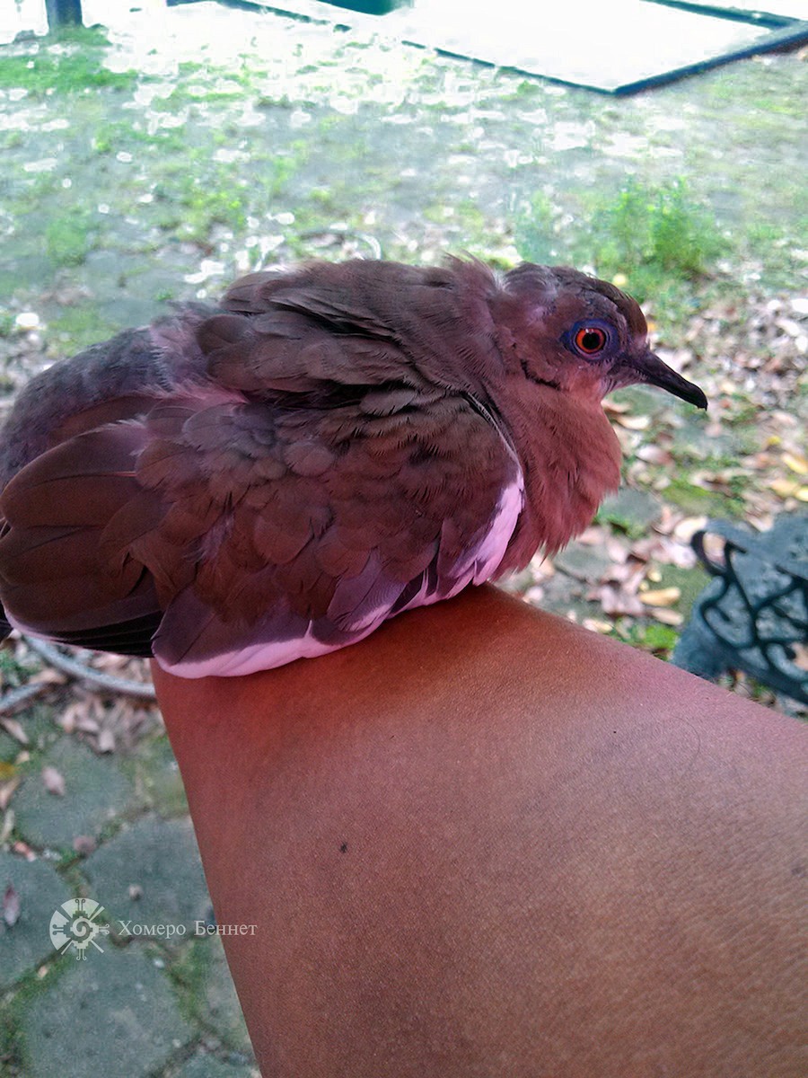 White-winged Dove - ML141755321