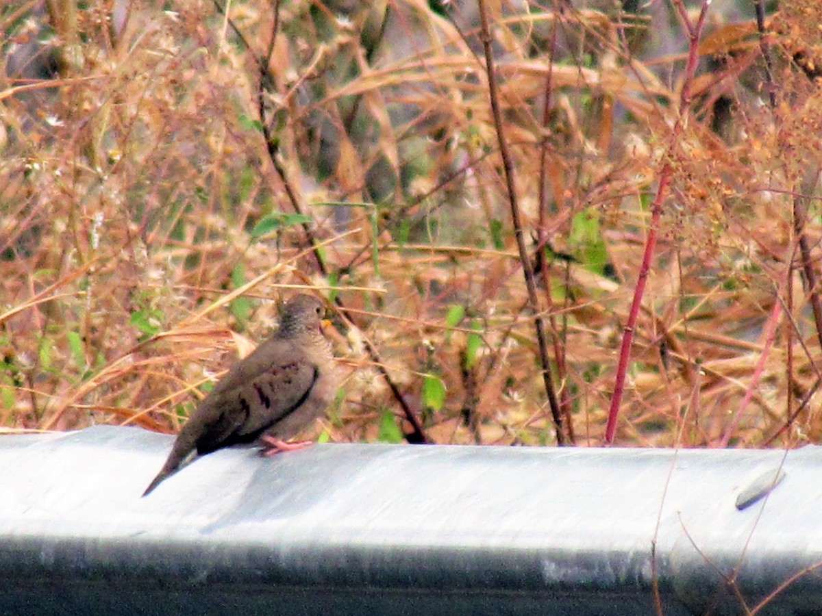 Common Ground Dove - ML141755481