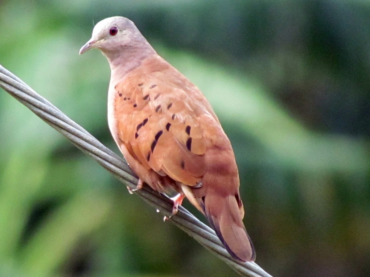 Ruddy Ground Dove - ML141755521