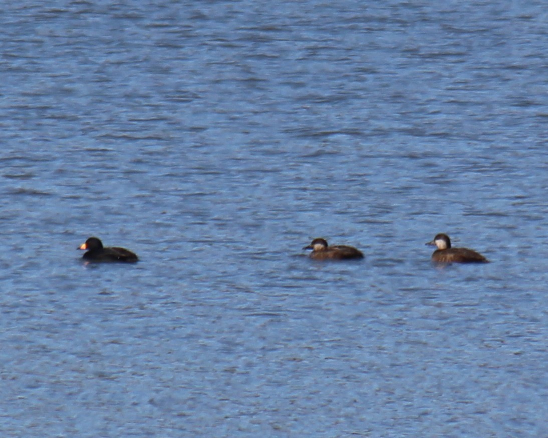 Black Scoter - ML141755541