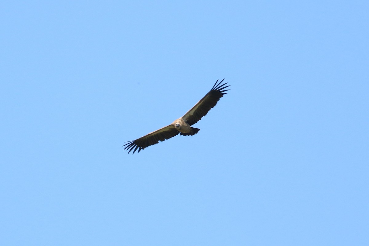 White-backed Vulture - Oscar Campbell