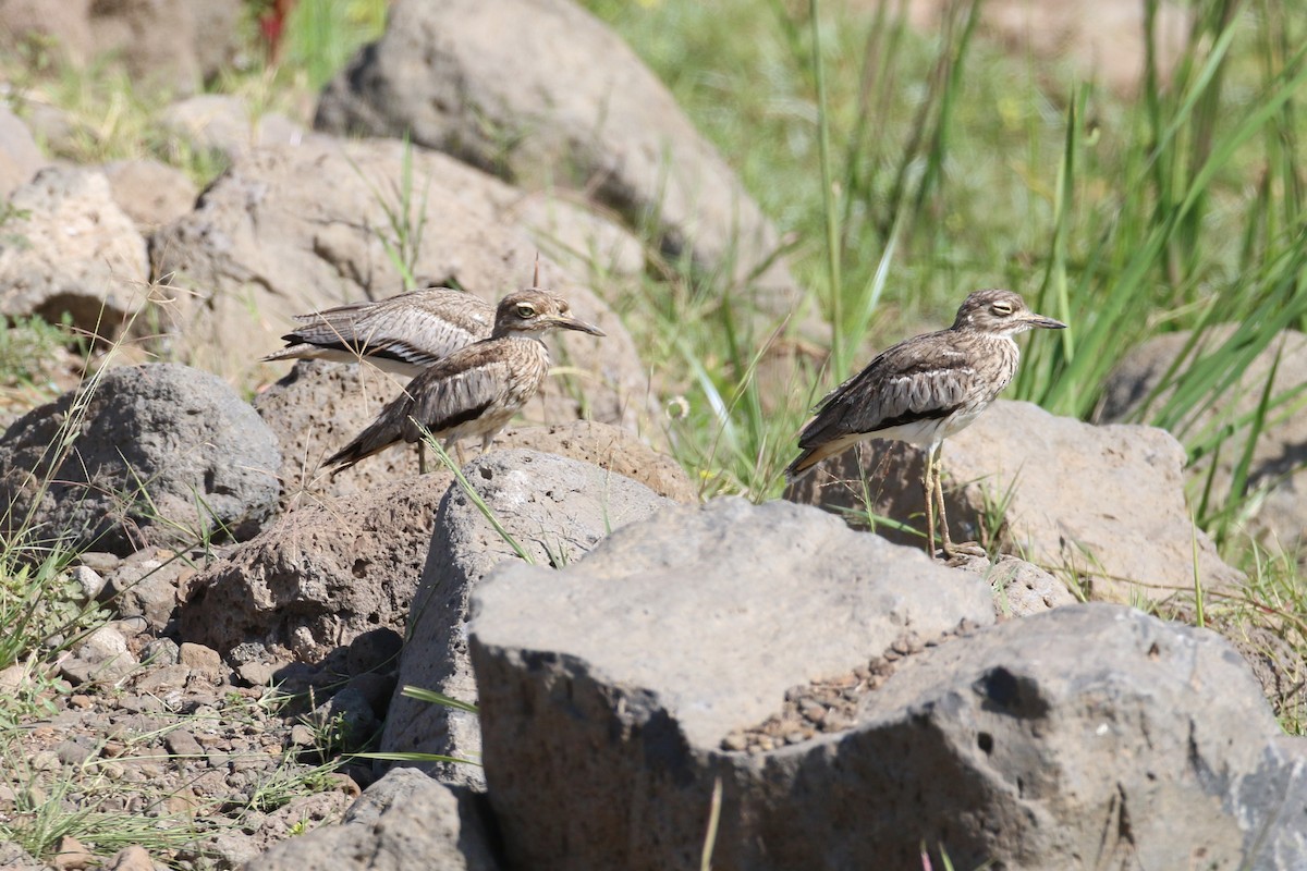 Water Thick-knee - ML141755831