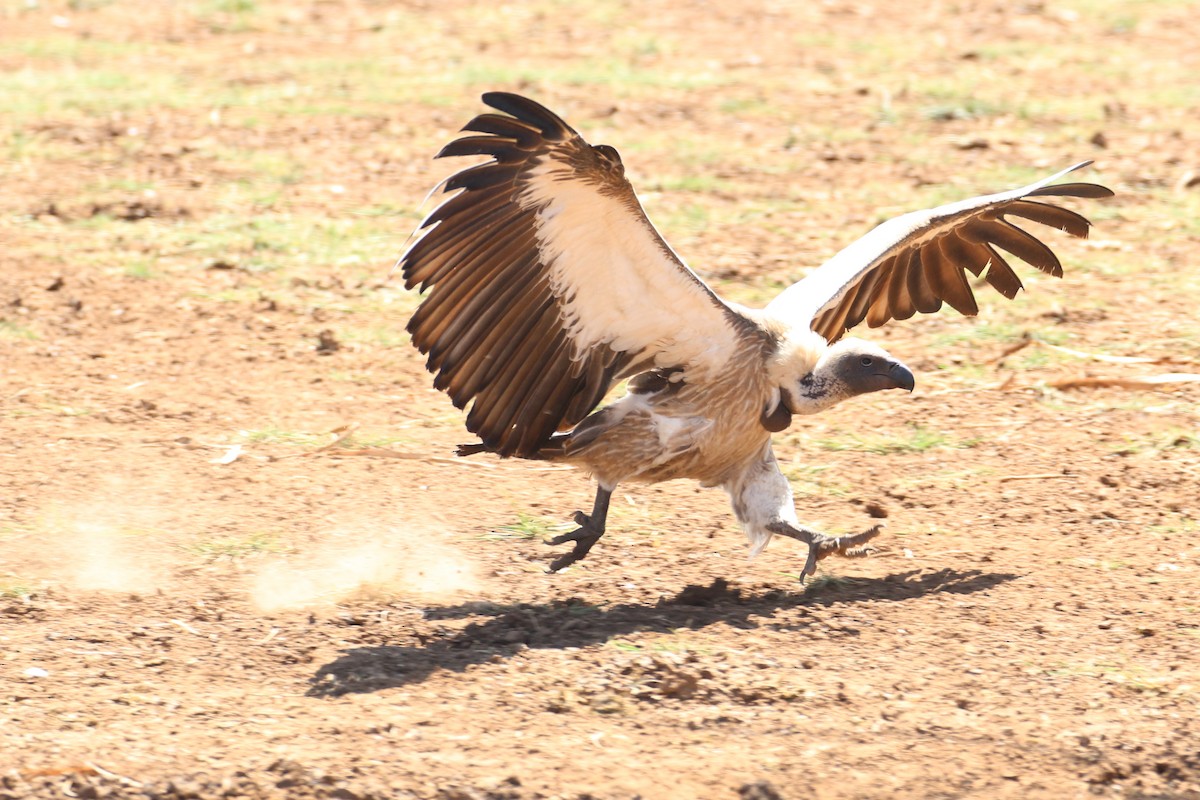 White-backed Vulture - Oscar Campbell