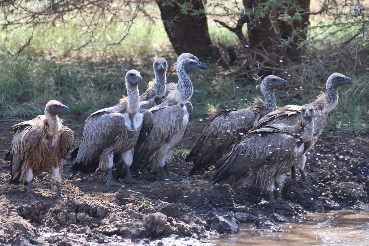 White-backed Vulture - Oscar Campbell