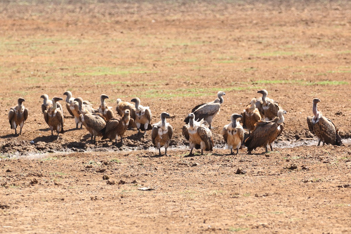 White-backed Vulture - Oscar Campbell