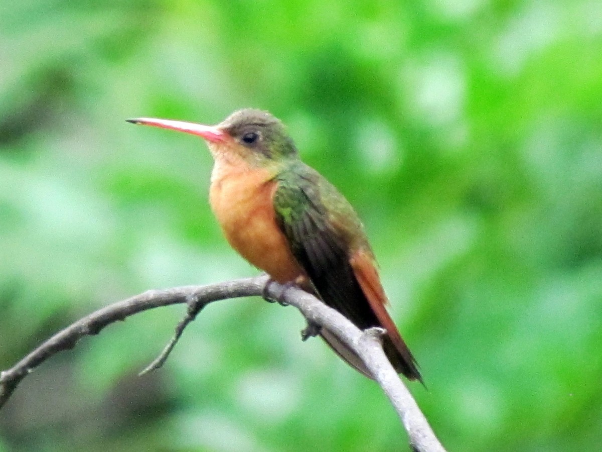 Tarçın Renkli Kolibri - ML141756561