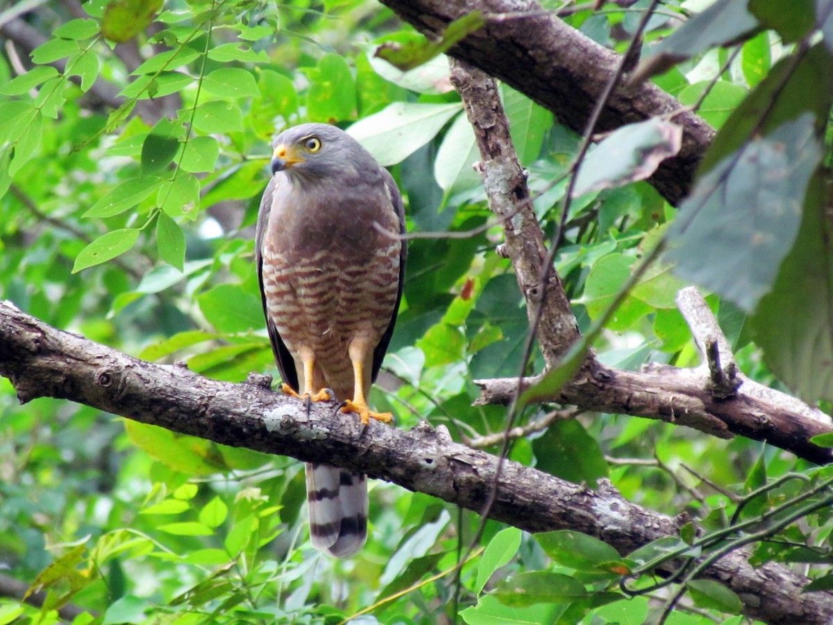 Roadside Hawk - ML141756861