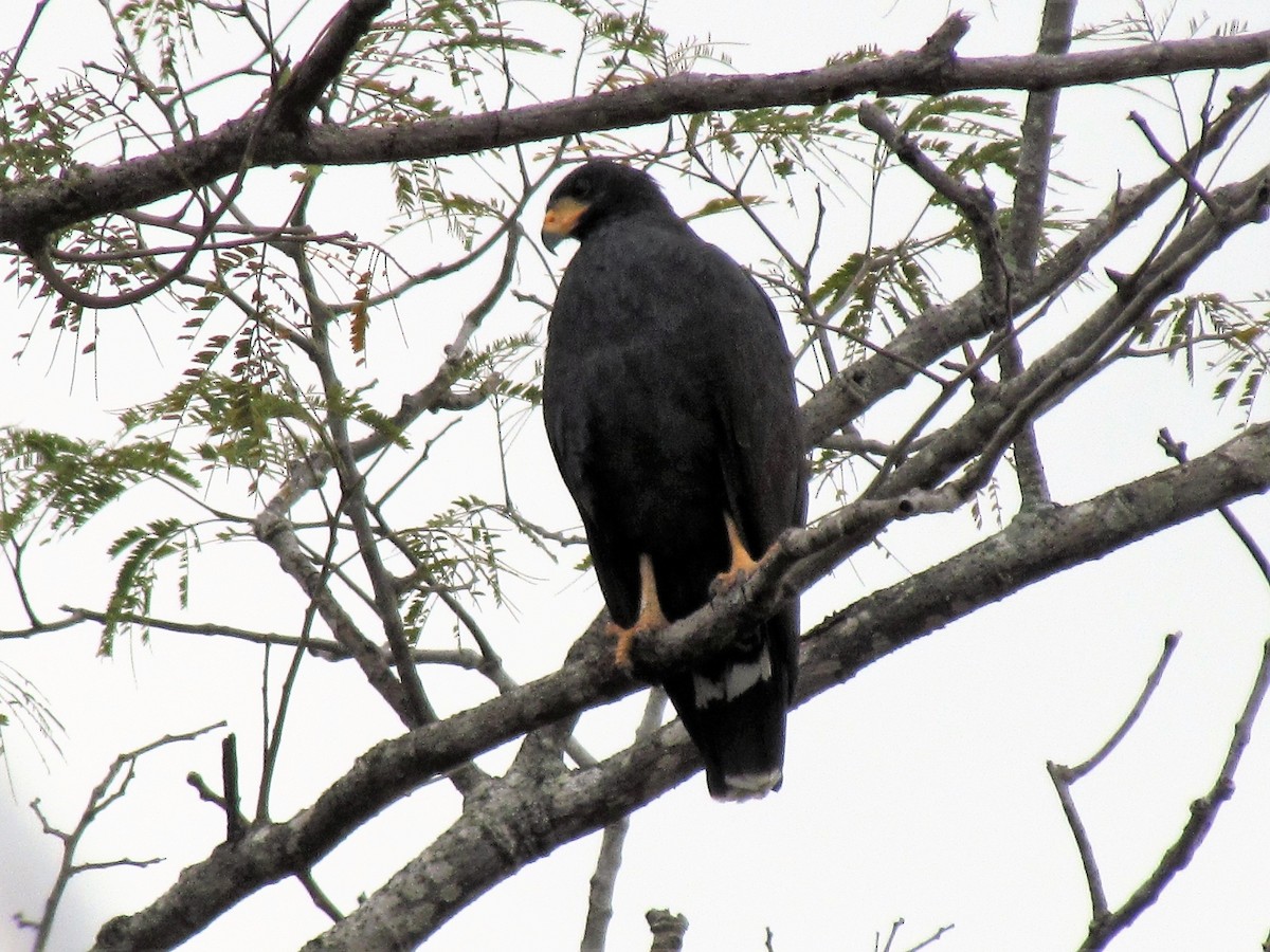 Common Black Hawk - ML141756931