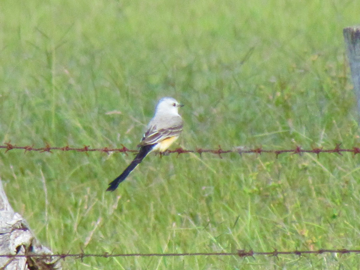 Scissor-tailed Flycatcher - ML141758221