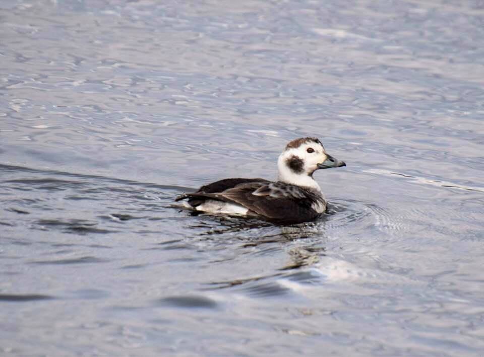Long-tailed Duck - ML141758691