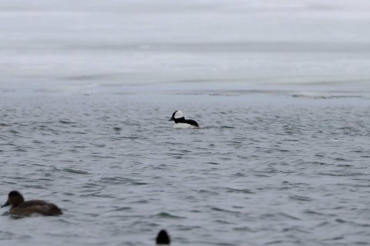 Bufflehead - ML141759331