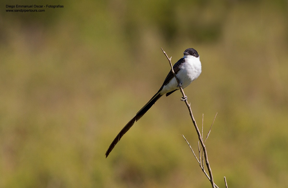 Fork-tailed Flycatcher - ML141759841