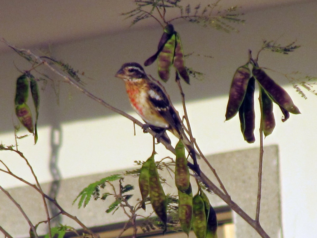 Rose-breasted Grosbeak - ML141760081