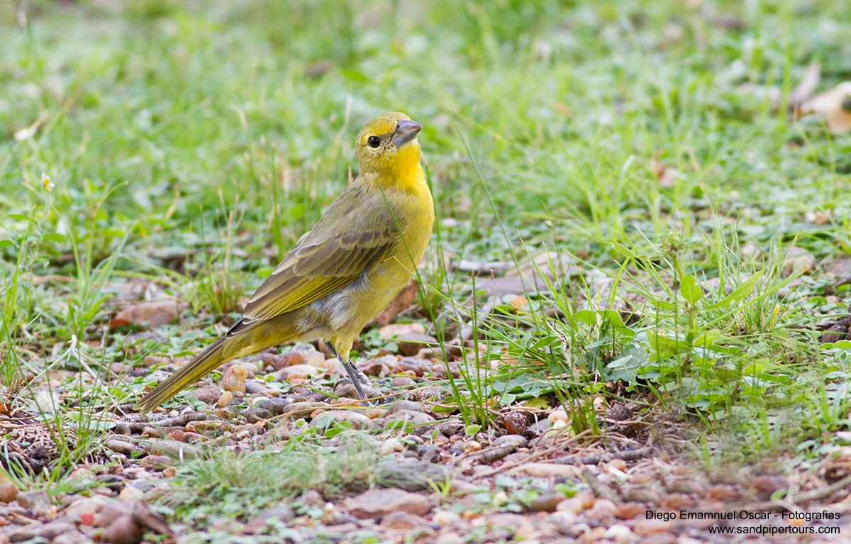 Hepatic Tanager - ML141760101