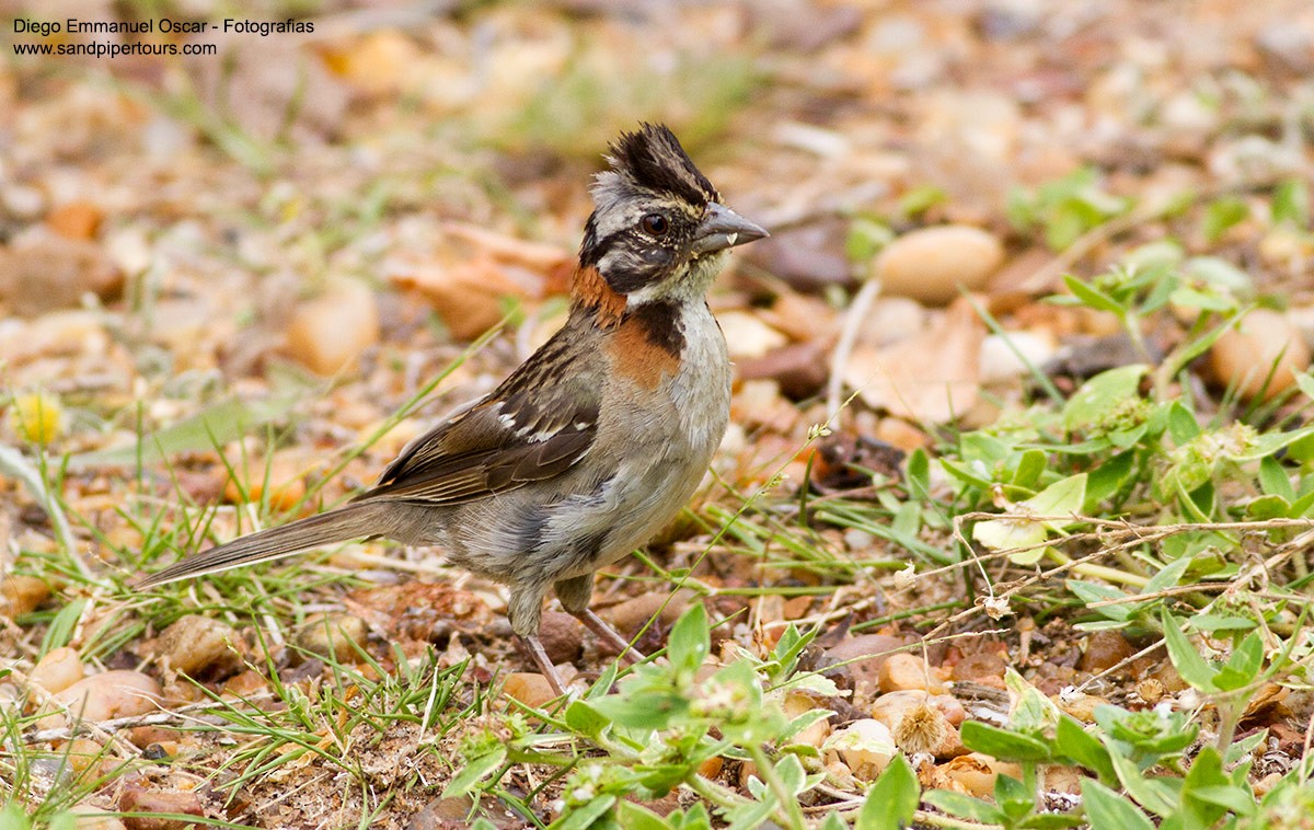 Rufous-collared Sparrow - ML141760321