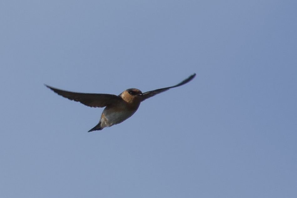 Cave Swallow - ML141760721