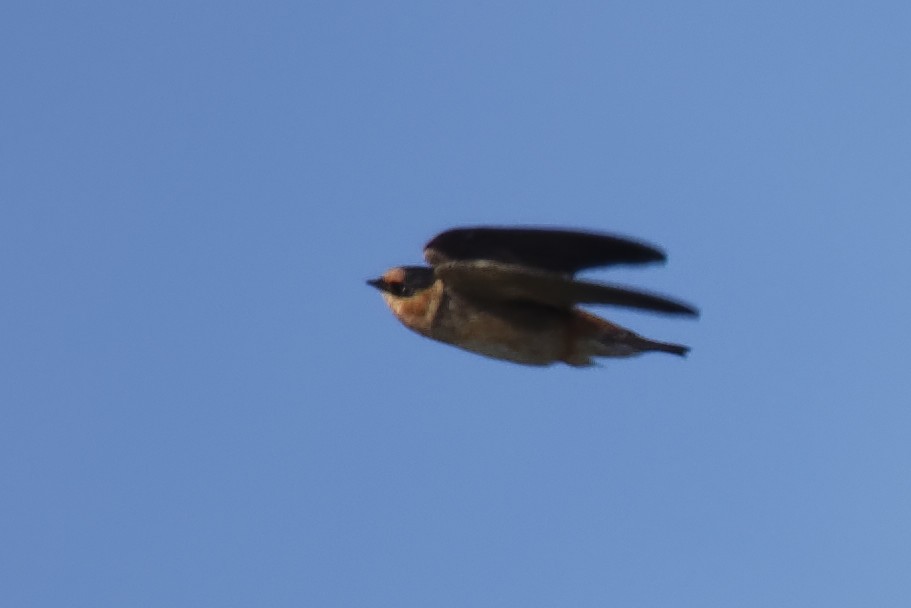 Cave Swallow - ML141760731