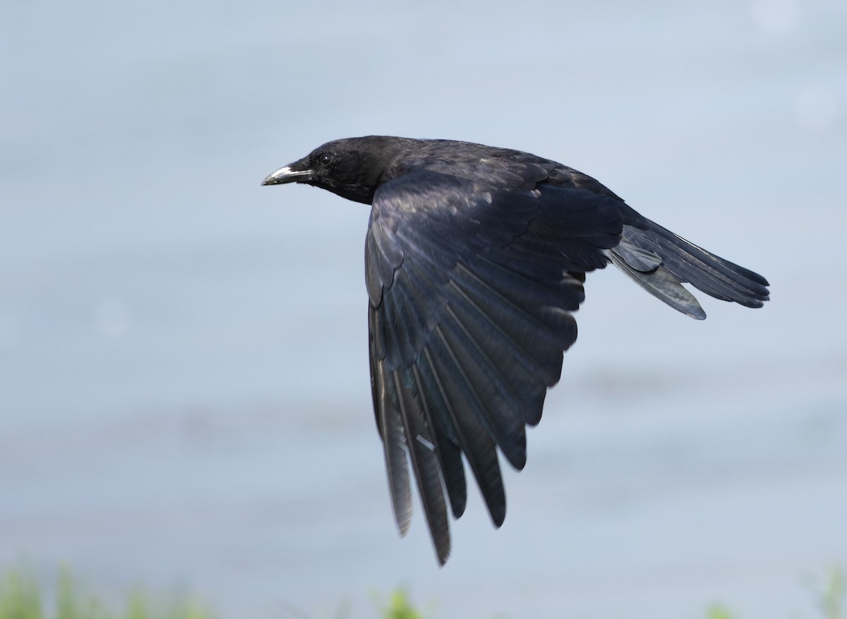 American Crow - ML141761291