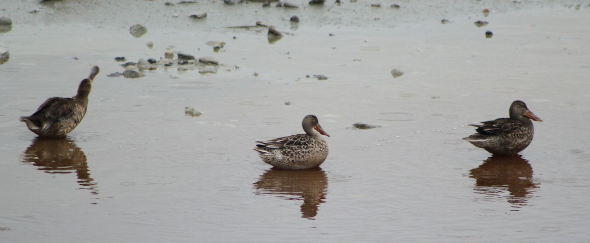 Northern Shoveler - Logan Lalonde