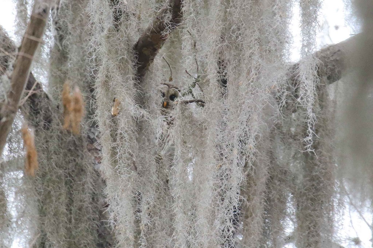 Barred Owl - ML141762691