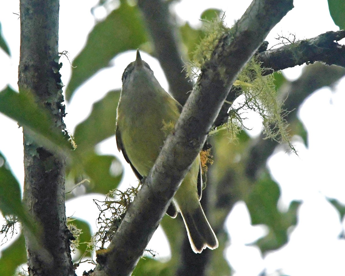 Kahverengi Vireo - ML141762791